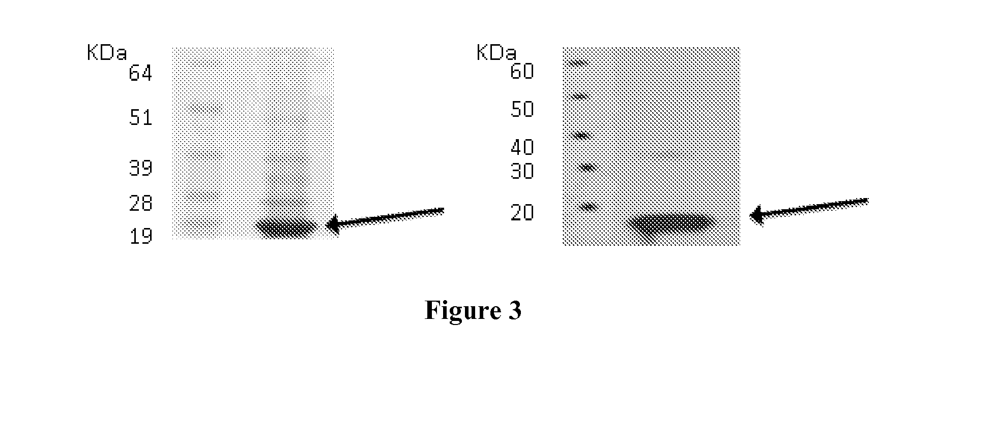 Lung Tumor Markers and Methods of Use Thereof