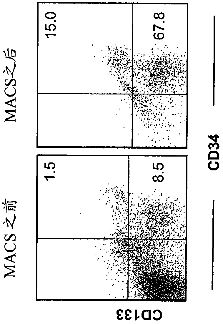 Methods of producing humanized non-human mammals