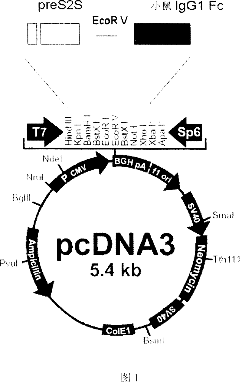 Fusion protein for preparing hepatitis B vaccine and its carrier