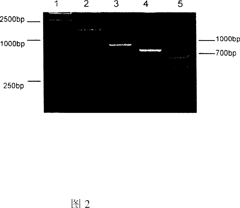 Fusion protein for preparing hepatitis B vaccine and its carrier