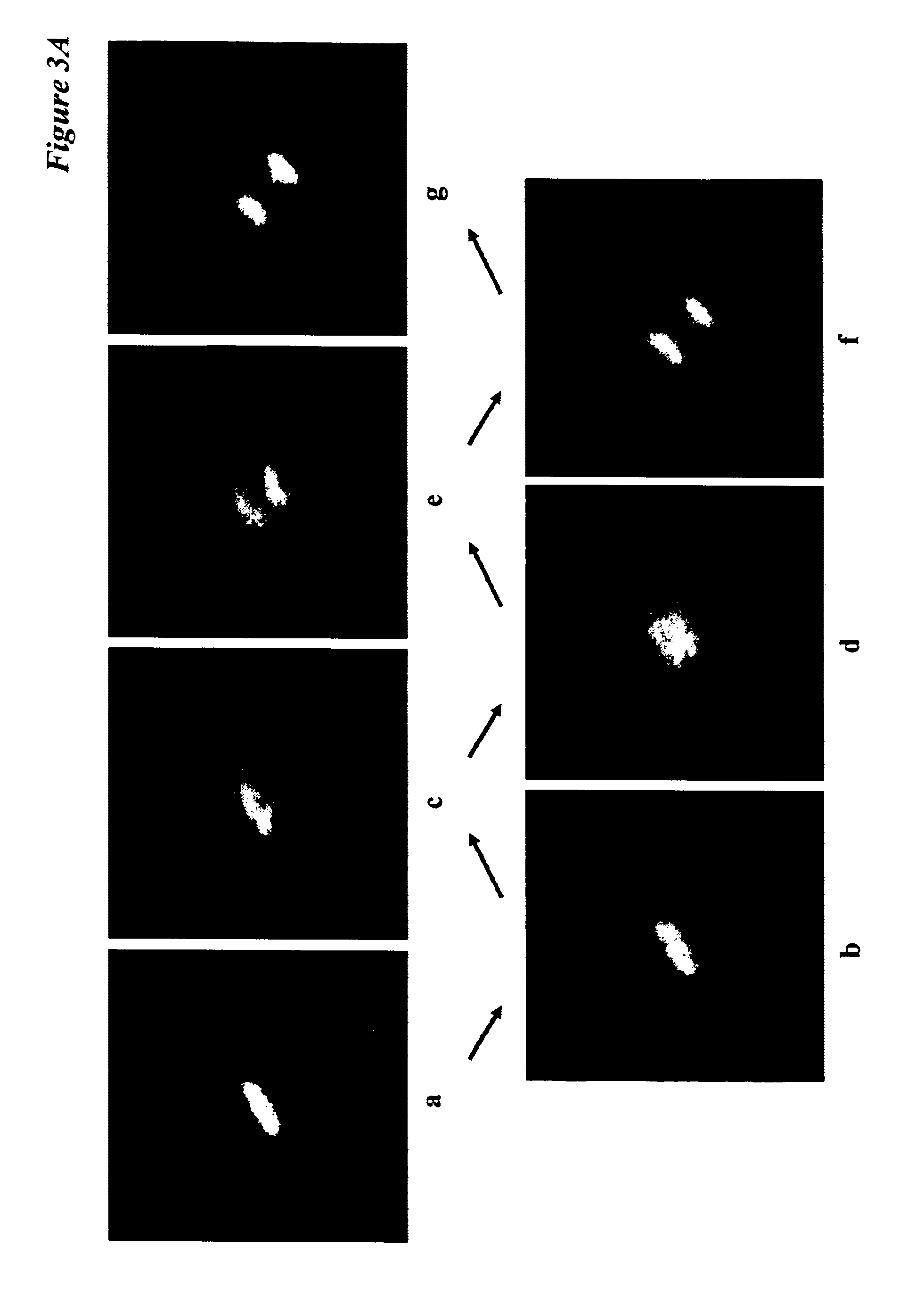 Real time measurement of cellular responses