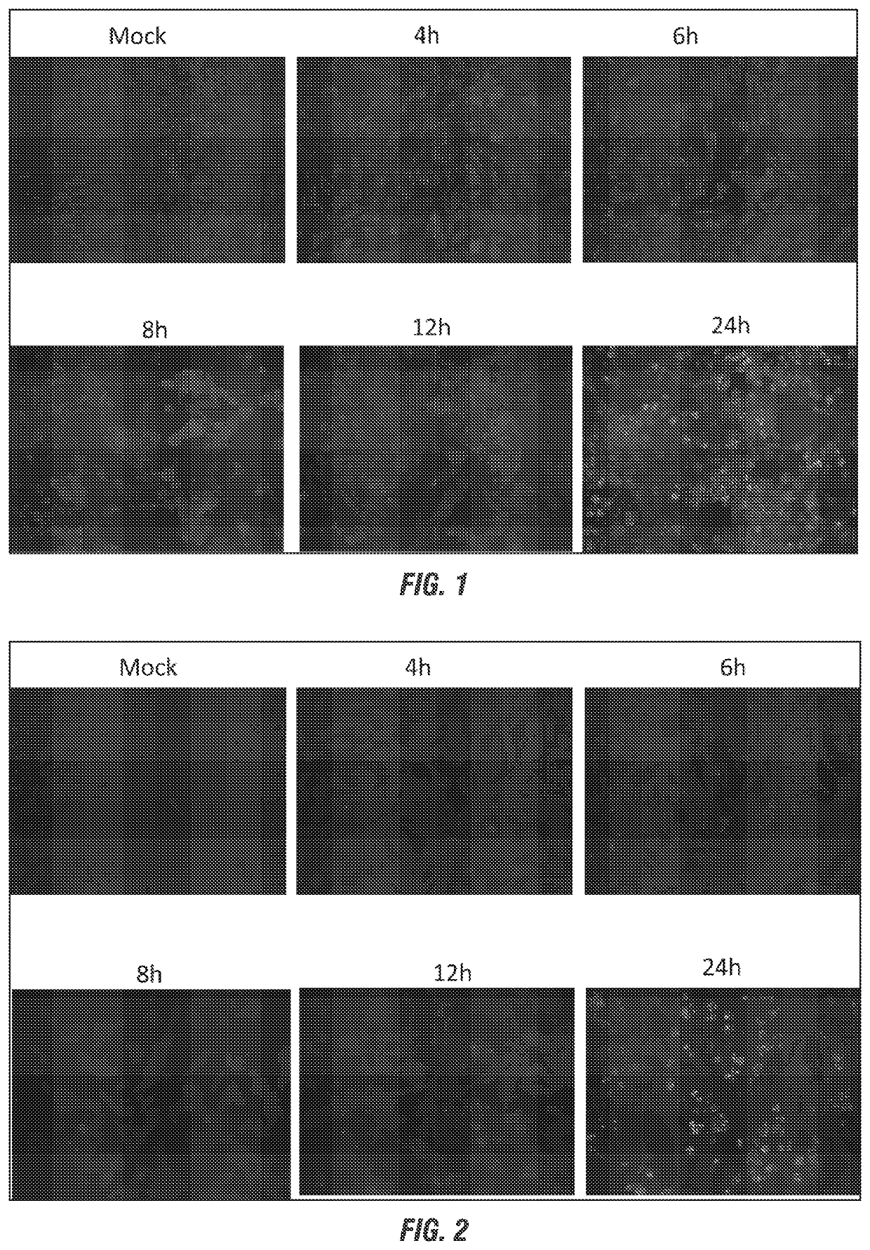 Orf virus-based platform for vaccine delivery