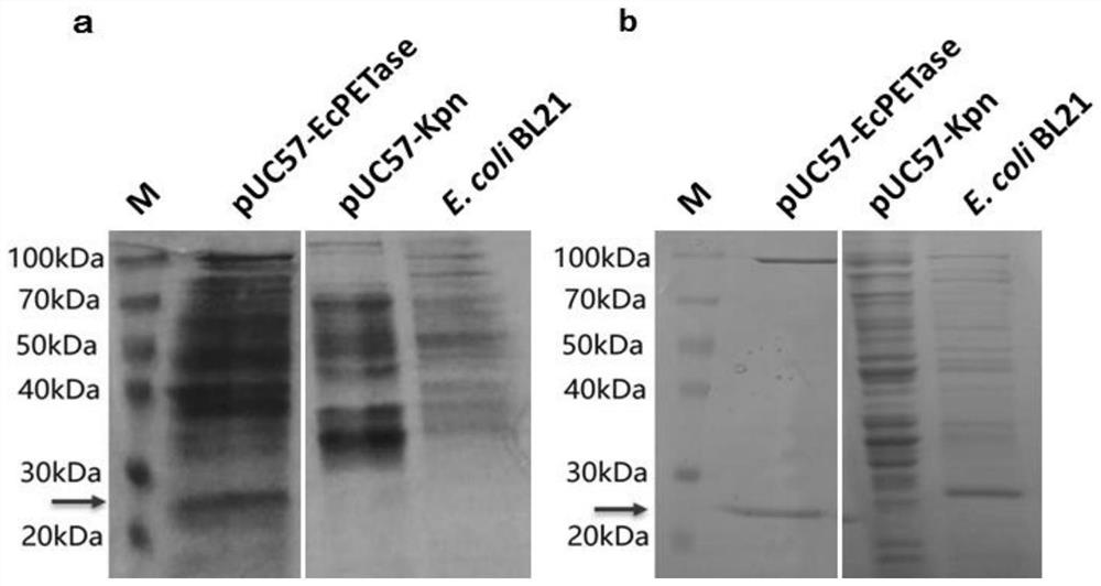 Genetically engineered bacteria that degrade pet plastic