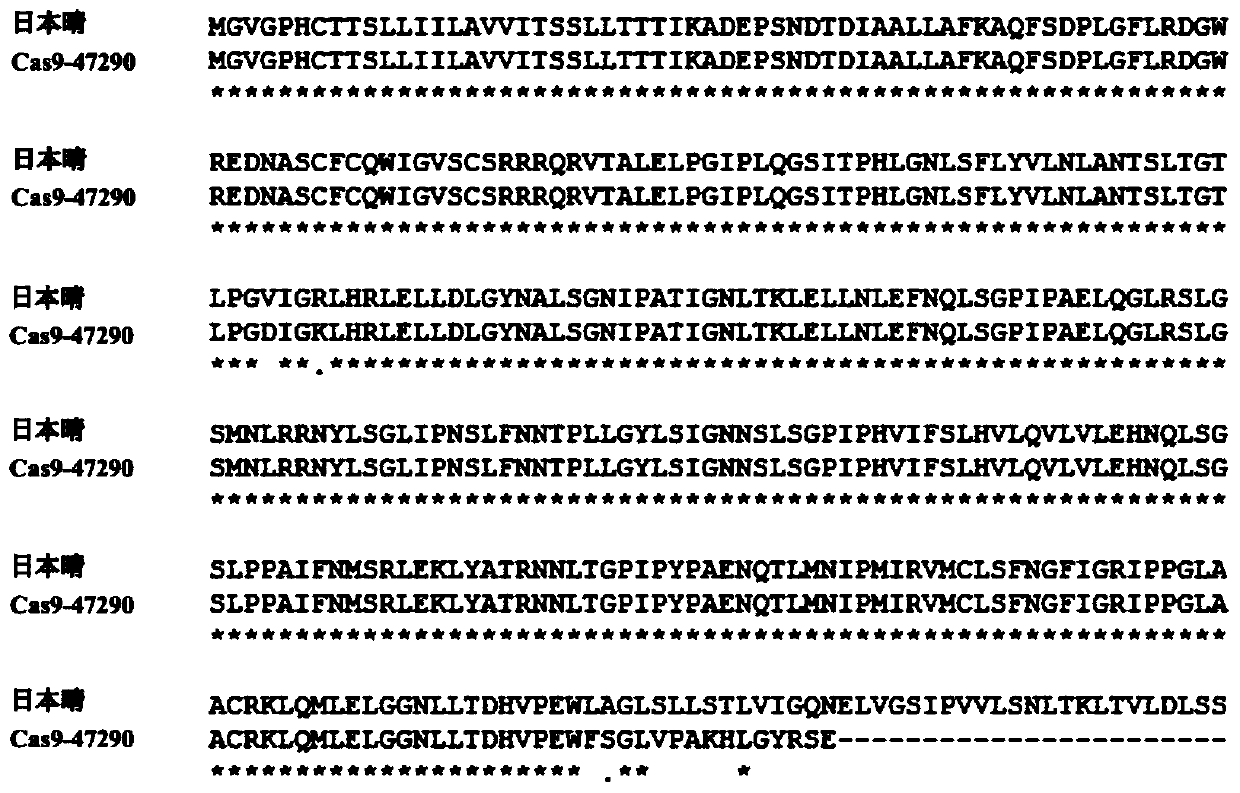 Rice receptor kinase gene LOC_Os11g47290 as well as its encoded protein and application thereof