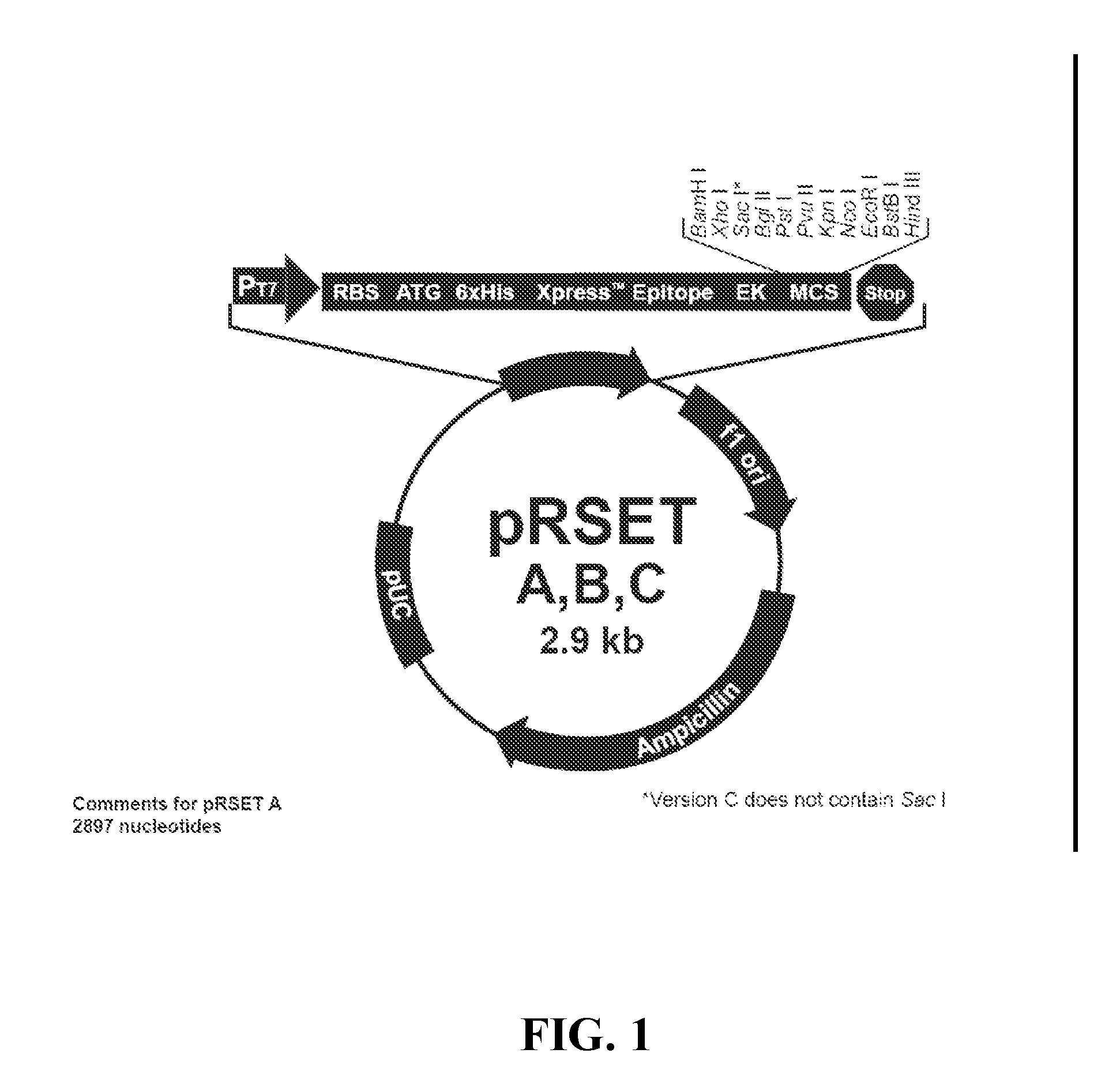 Novel Fusion Carbonic Anhydrase/Cellulose Binding Polypeptide Encoded by a Novel Hybrid Gene, and Method of Creating and Using the Same