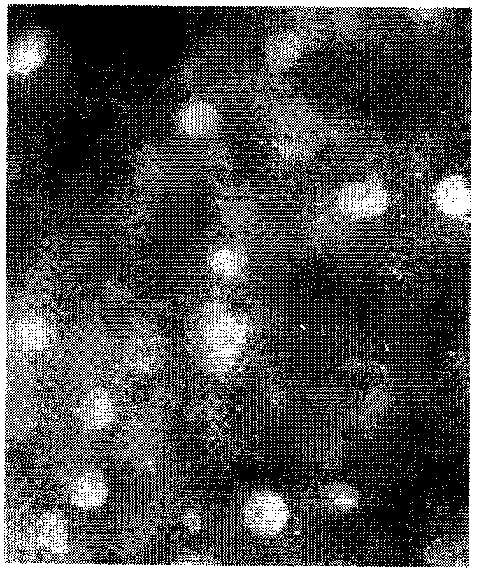 Preparation method of lipidosome and method for producing lipidosome adjuvant