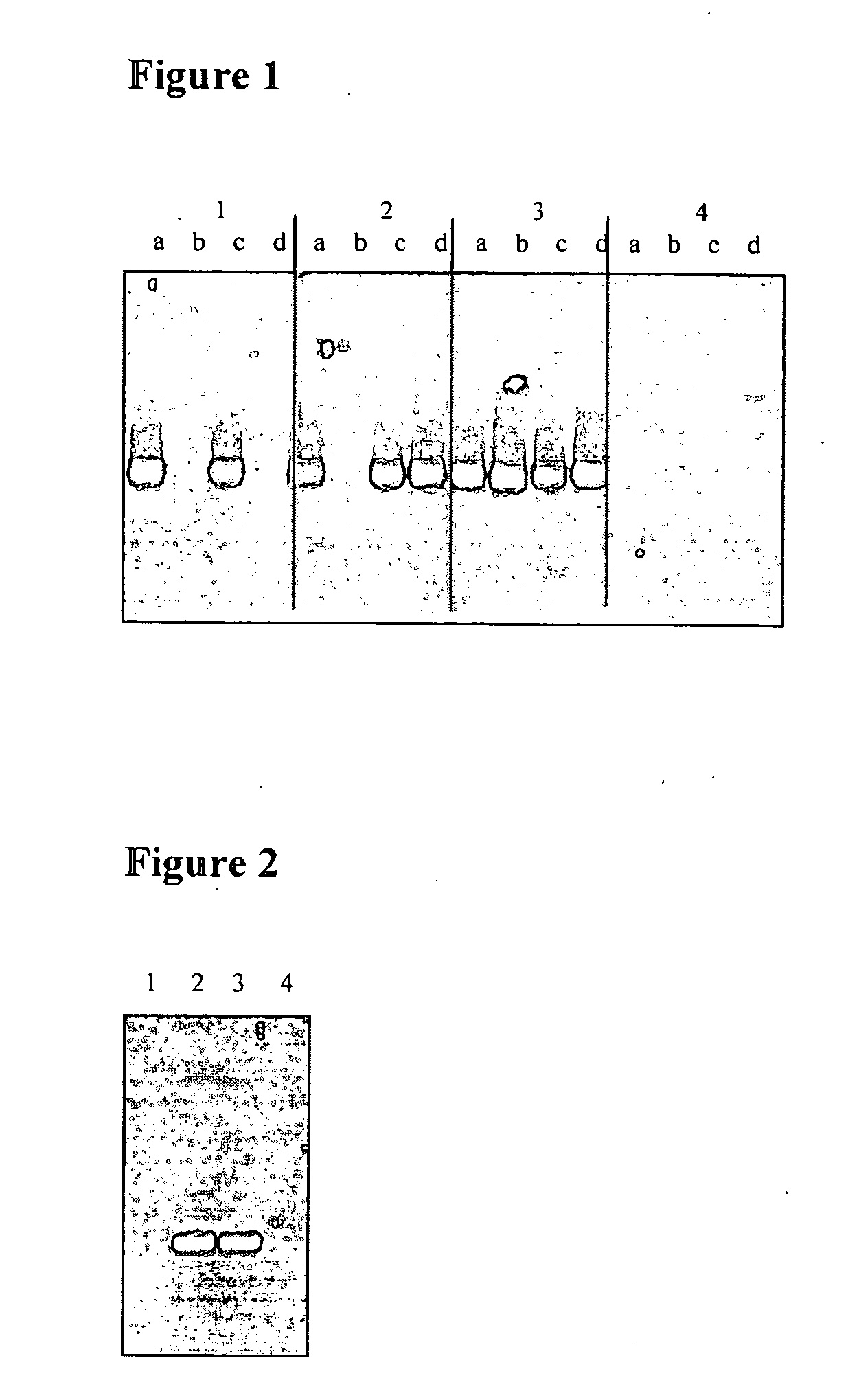 Method and use of a lactic acid bacteria with increased acid tolerance