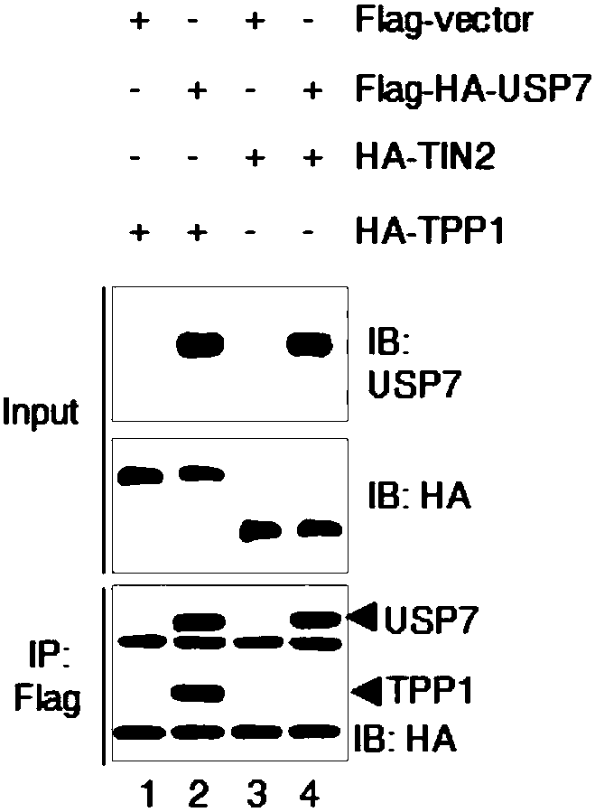 Medical application of ubiquitin-specific proteases USP 7 to treating aging and related diseases