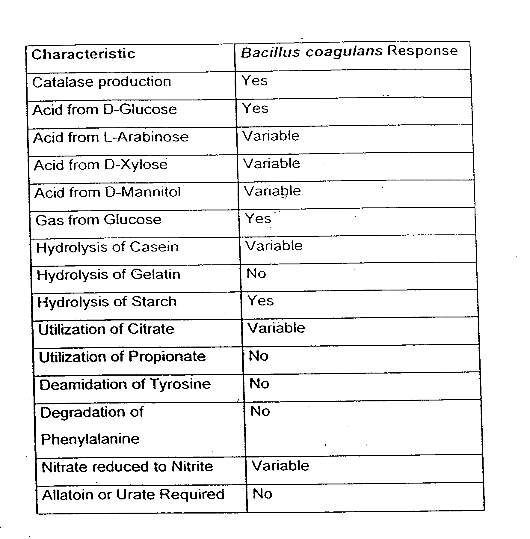 Probiotic, lactic acid-producing bacteria and uses thereof