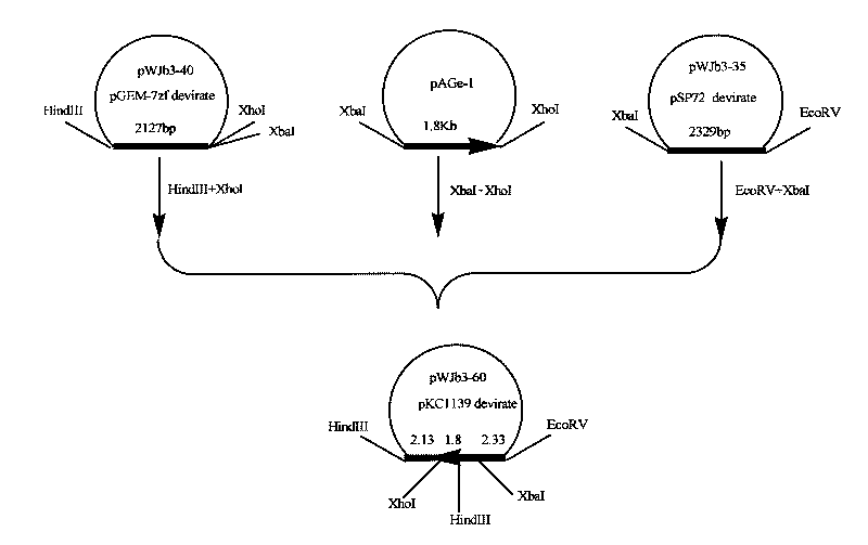 Method for increasing yield of avermectin by using regulatory protein gene