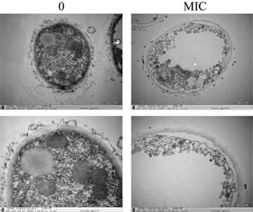 Experimental method for using paeonol as aspergillus flavus bacteriostatic agent