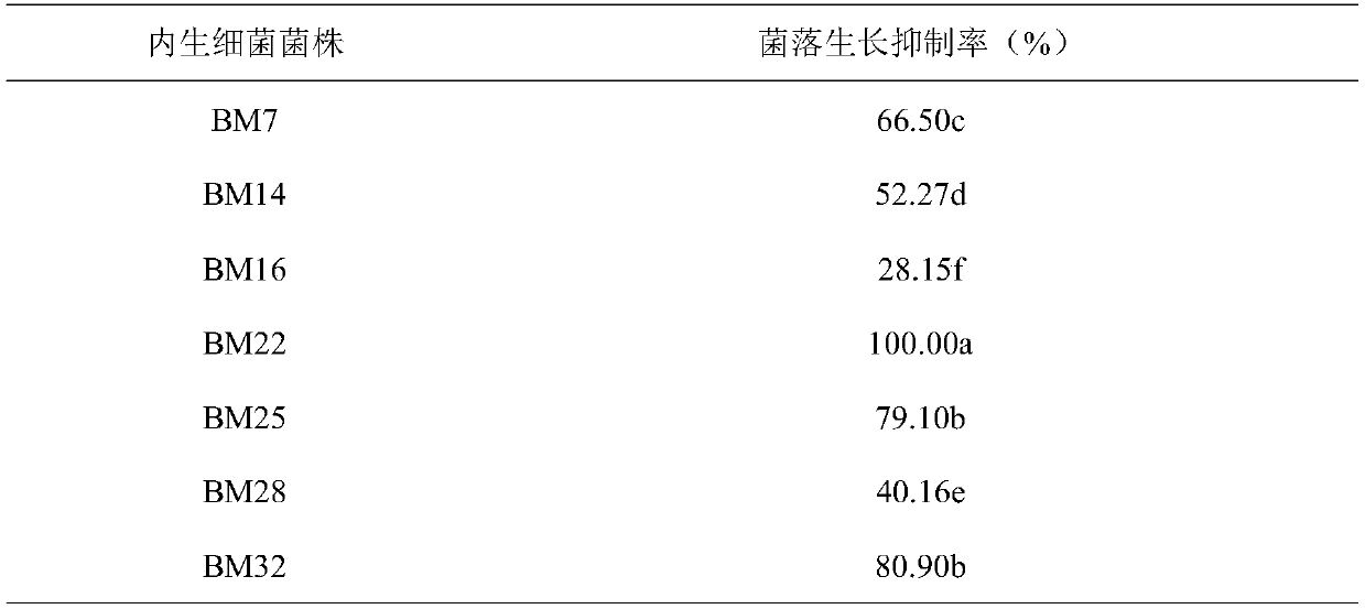 Application of Bacillus megaterium bm22 and its spore liquid preparation in the control of cyclamen blackroot disease