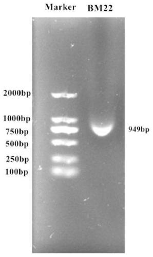 Application of Bacillus megaterium bm22 and its spore liquid preparation in the control of cyclamen blackroot disease