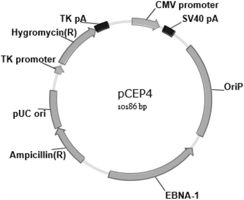 Non-virus iPSCs induction composition and kit thereof