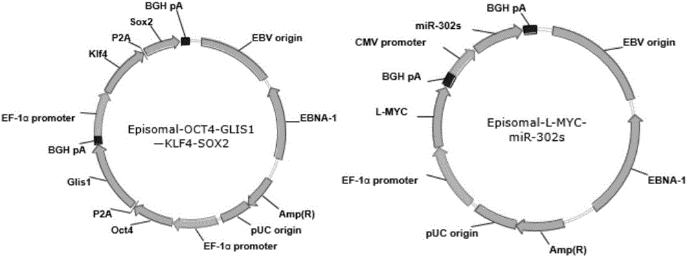 Non-virus iPSCs induction composition and kit thereof