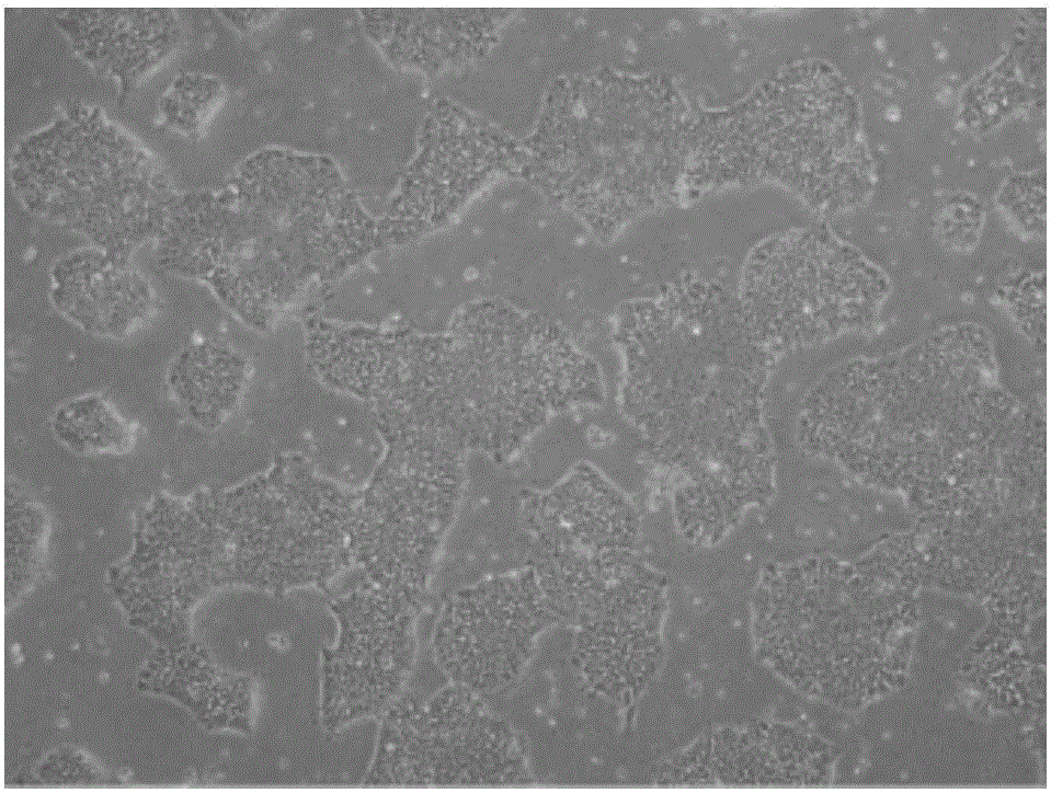 Non-virus iPSCs induction composition and kit thereof