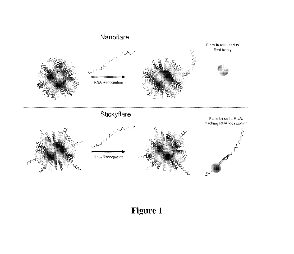 Quantification and spatio-temporal tracking of a target using a spherical nucleic acid (SNA)