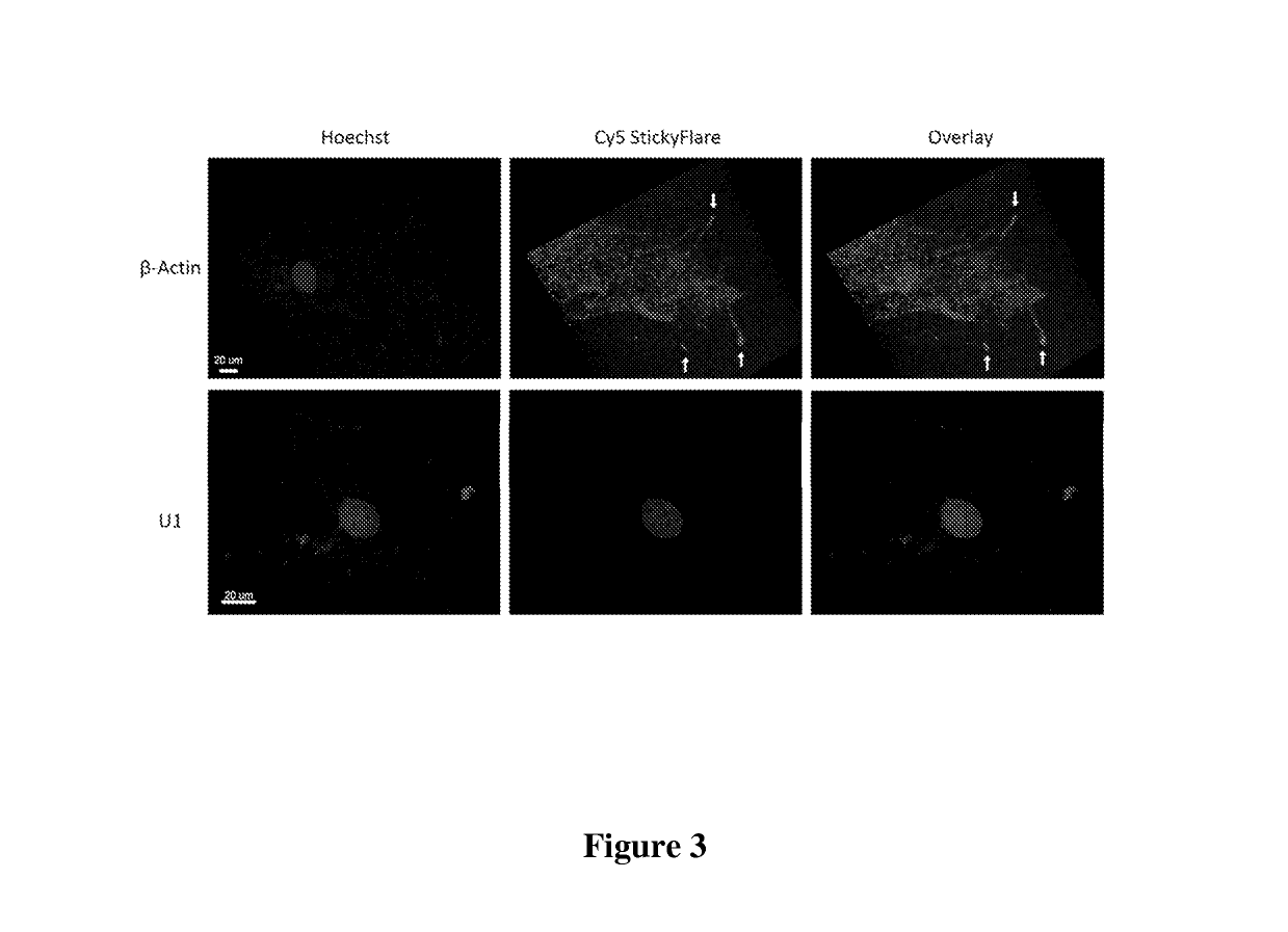 Quantification and spatio-temporal tracking of a target using a spherical nucleic acid (SNA)