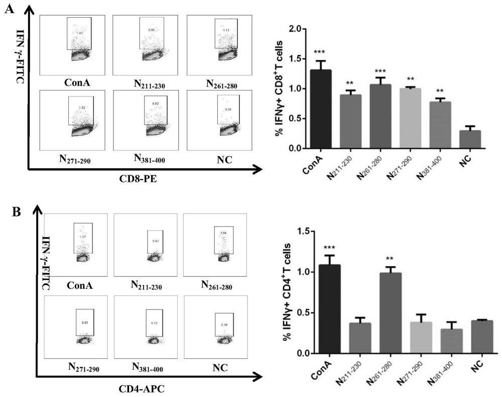 T cell antigen epitope polypeptide of avian infectious bronchitis virus N protein and application of T cell antigen epitope polypeptide