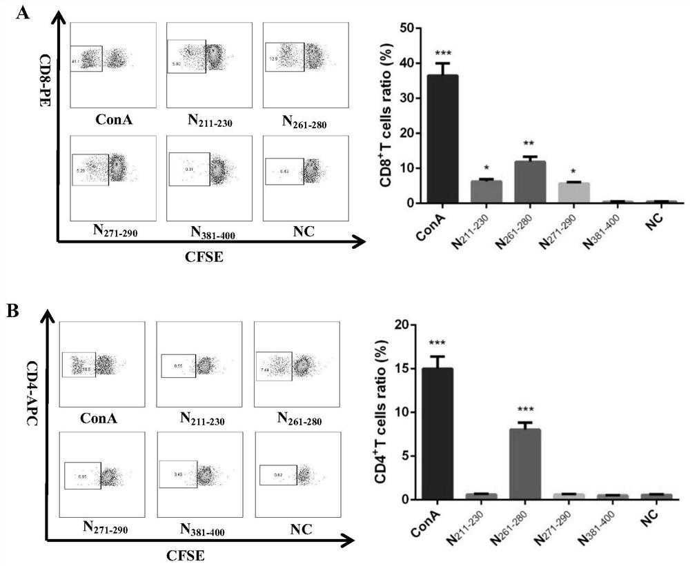 T cell antigen epitope polypeptide of avian infectious bronchitis virus N protein and application of T cell antigen epitope polypeptide