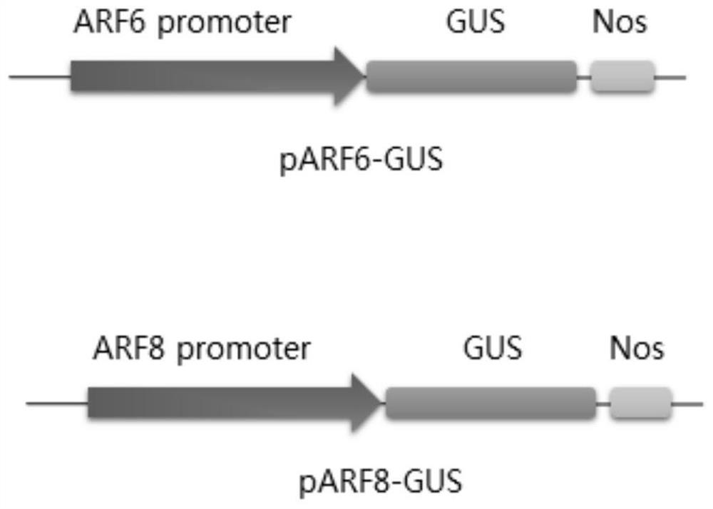 Genes related to tomato leaf senescence and their application