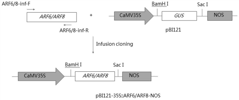 Genes related to tomato leaf senescence and their application