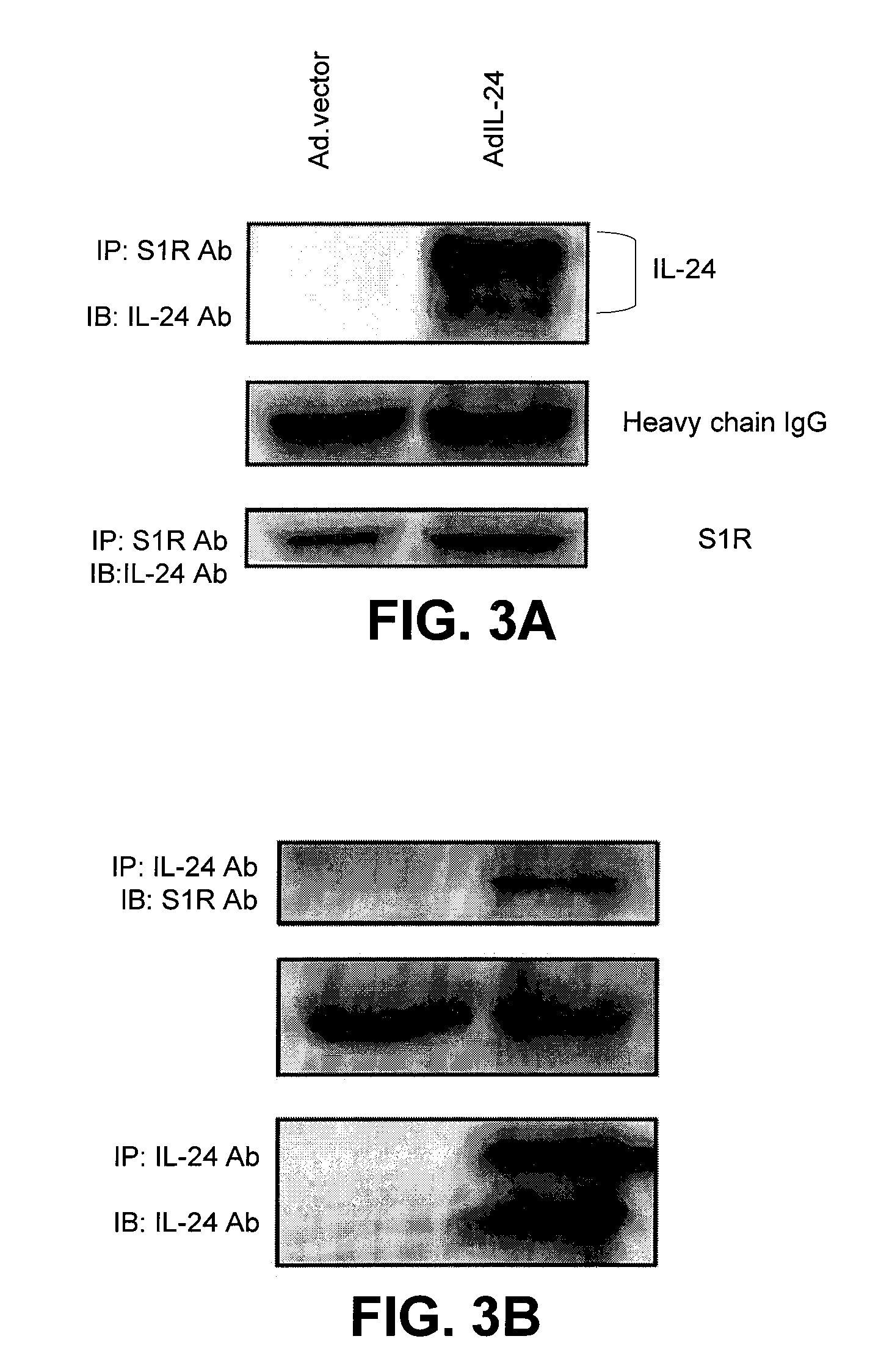 Methods for identifying modulators of il-24 mediated apoptosis and immunotherapy