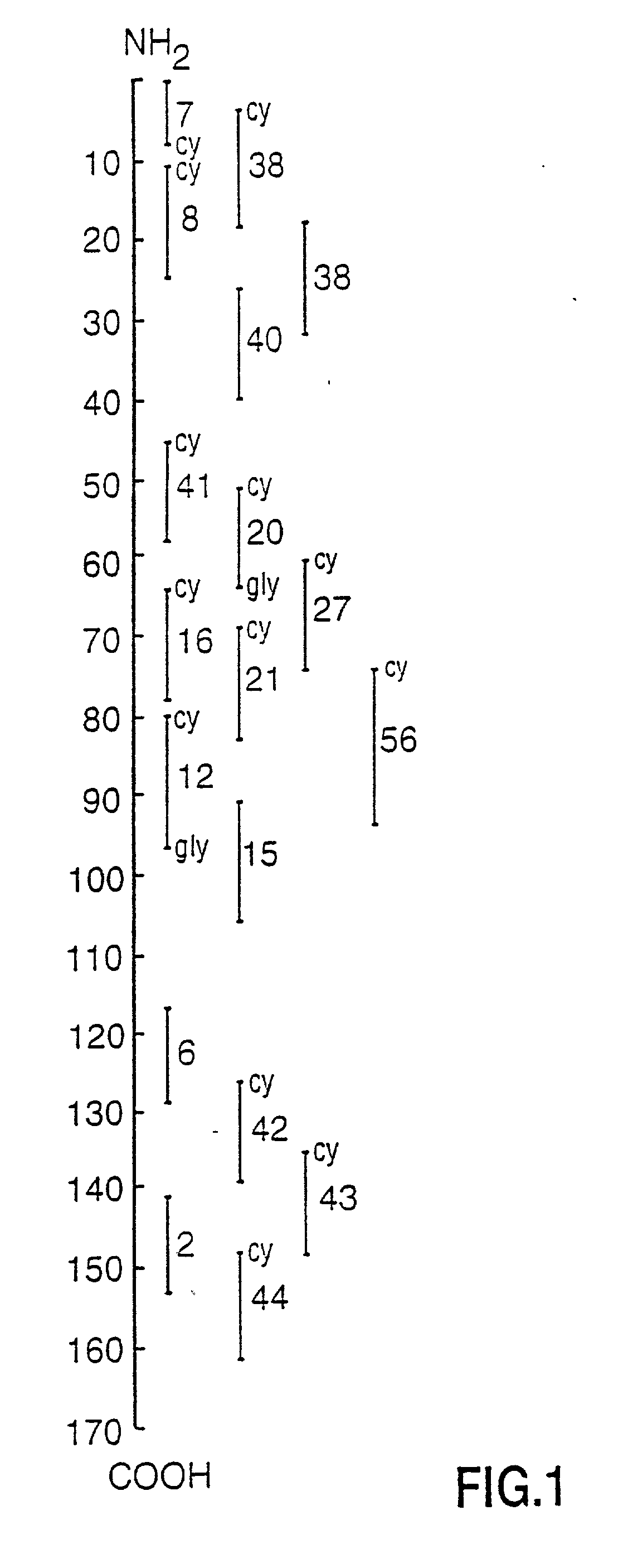 Peptide specificity of anti-myelin basic protein and the administration of myelin basic protein peptides to multiple sclerosis patients