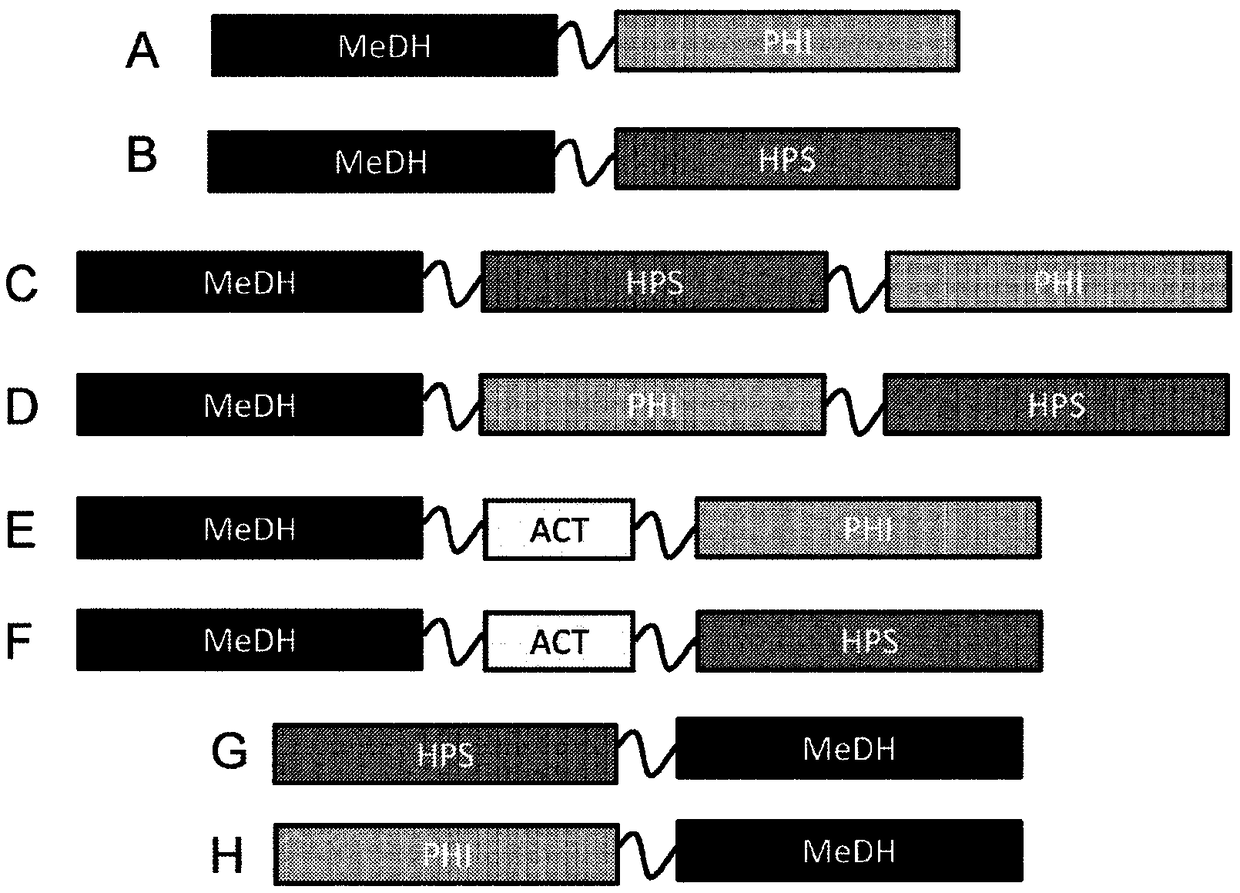 Methanol dehydrogenase fusion proteins