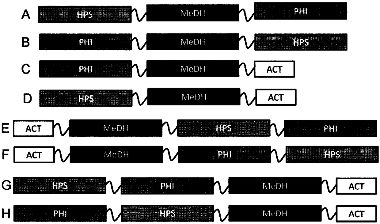 Methanol dehydrogenase fusion proteins