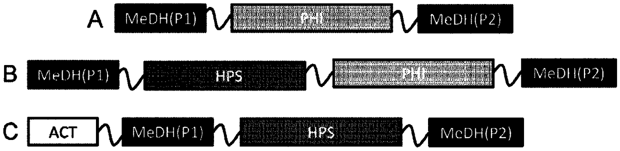 Methanol dehydrogenase fusion proteins