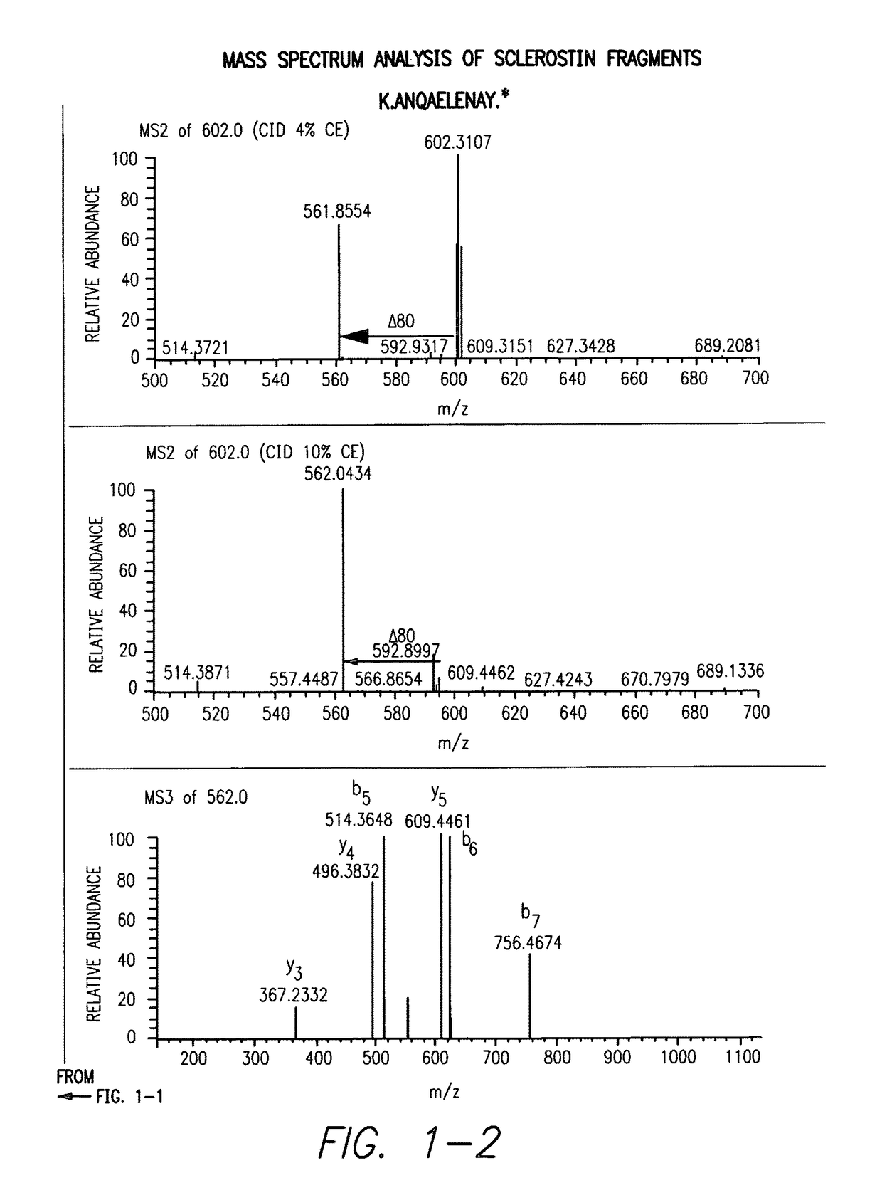 Sulfonated sclerostin, antibodies, epitopes and methods for identification and use therefor