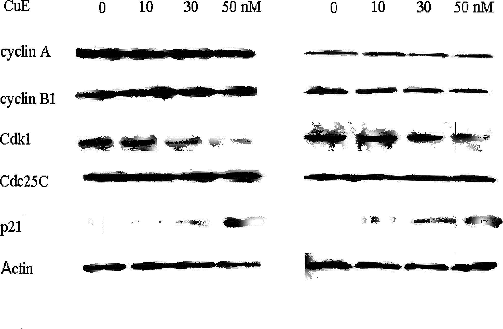 New medical use of cucurbitacin