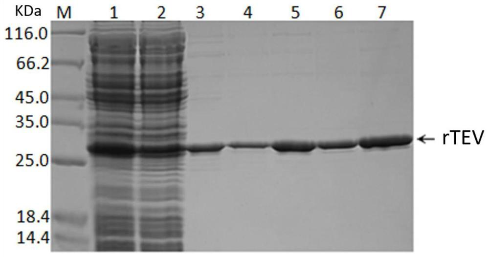 tev protease mutant, gene, biological material, preparation method, reagent or kit and application