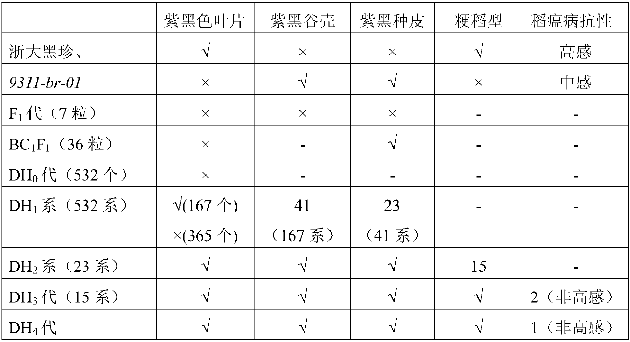 Method for breeding purple-black special rice