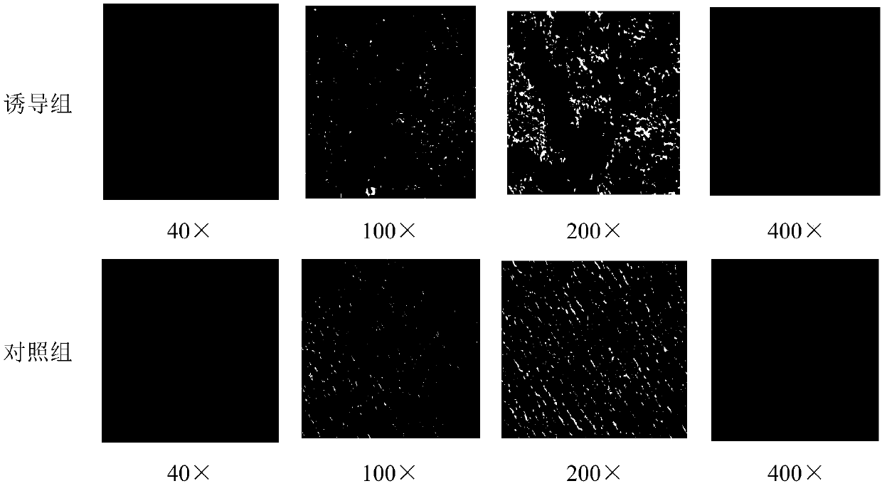 Parodontium stem cell cryoprotectant and cryopreservation method thereof