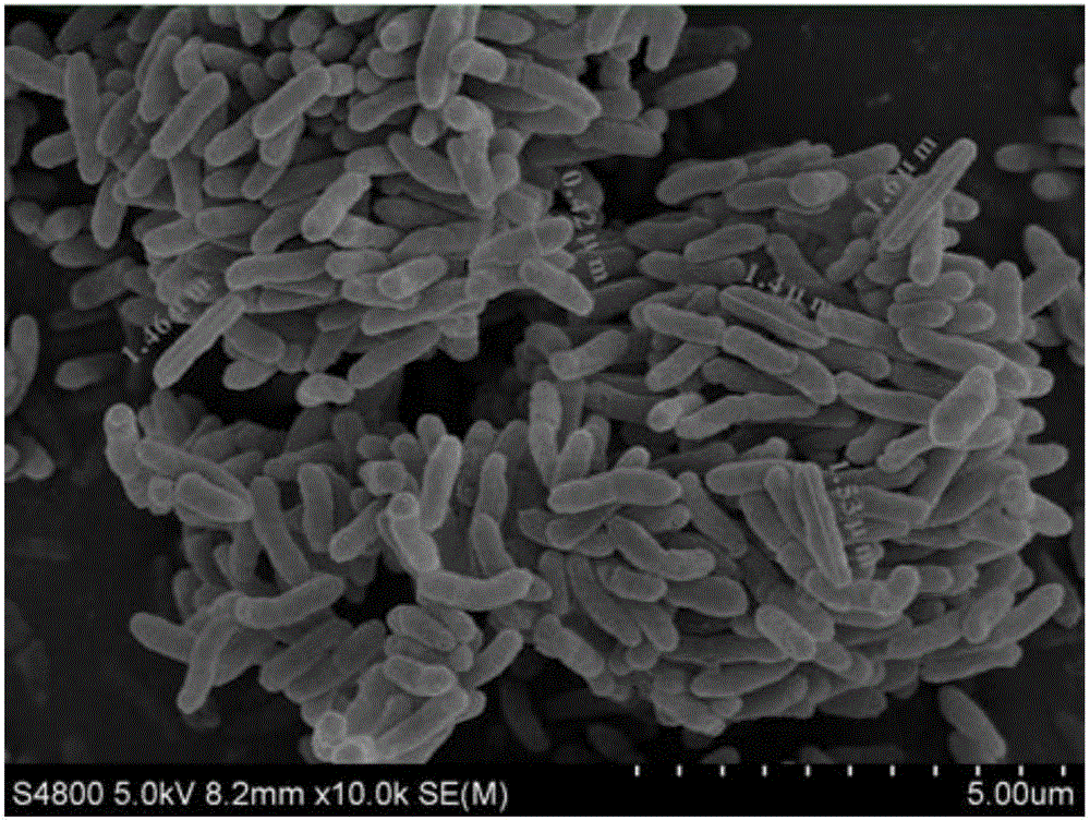 Pseudomonad strain and application thereof in degrading petroleum pollutants