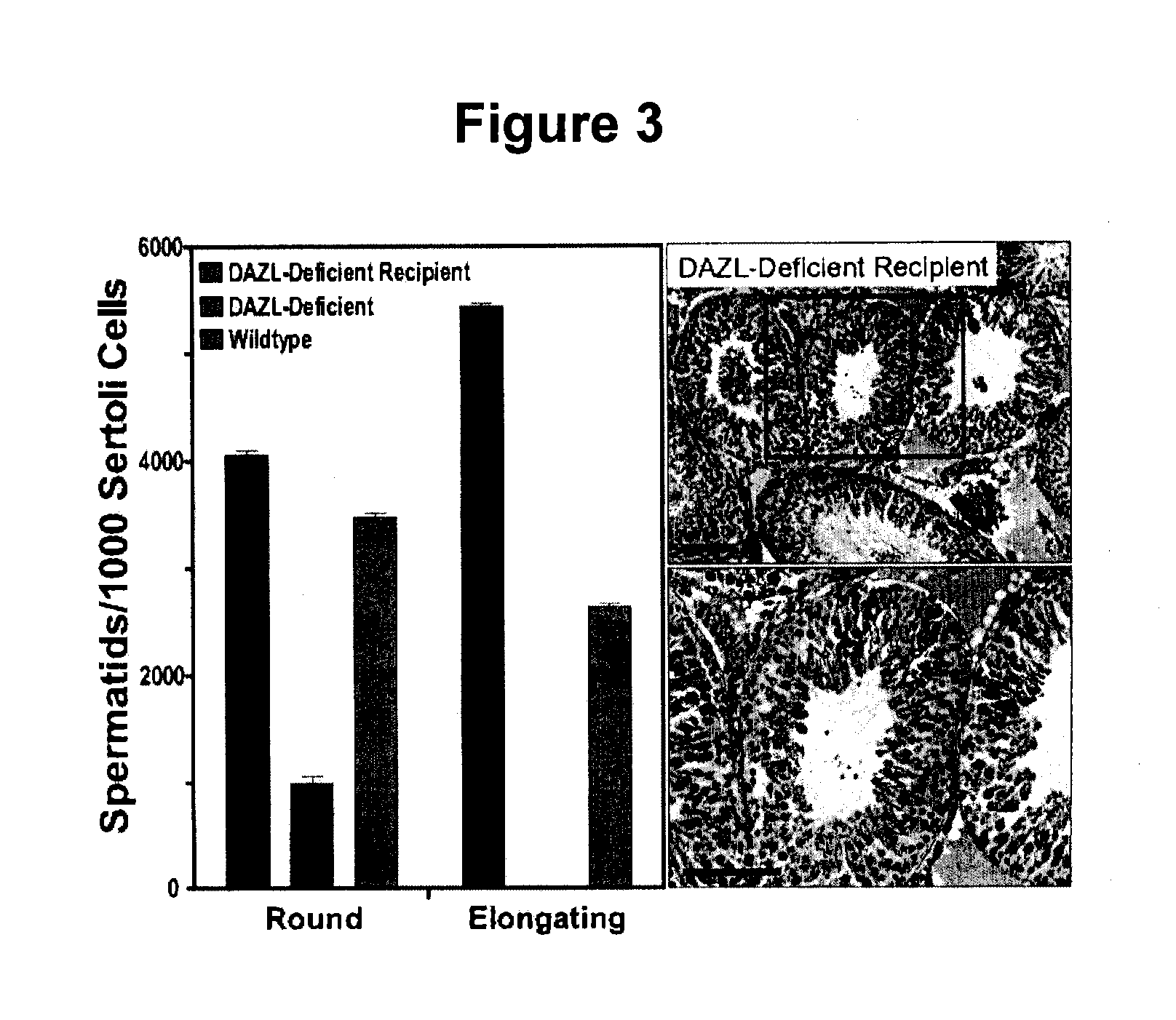 Production and use of rat spermatogonial stem cell lines