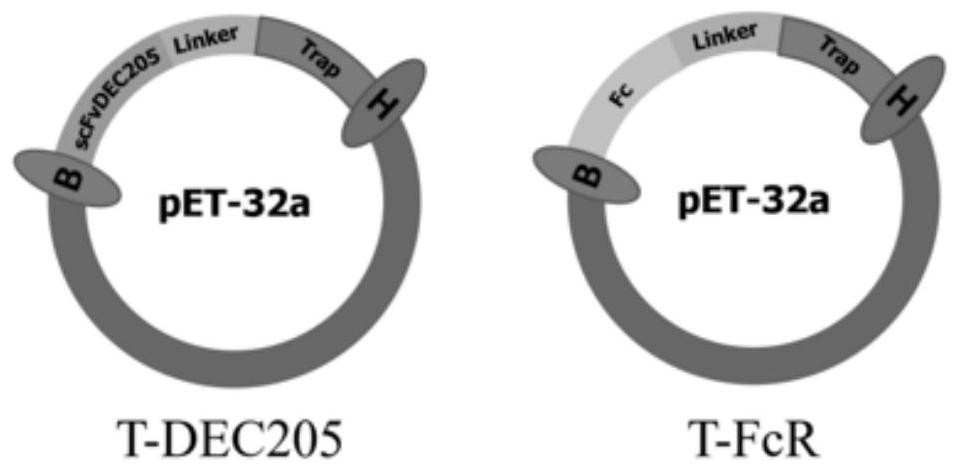 Staphylococcus aureus TRAP targeted recombinant protein antigen and application thereof