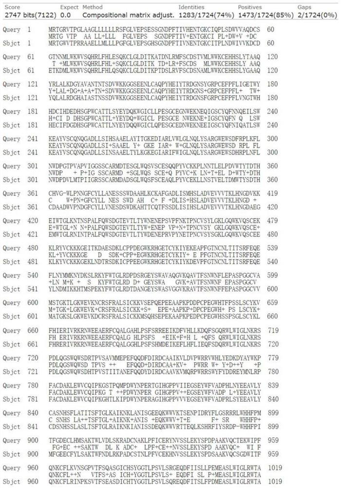 Staphylococcus aureus TRAP targeted recombinant protein antigen and application thereof