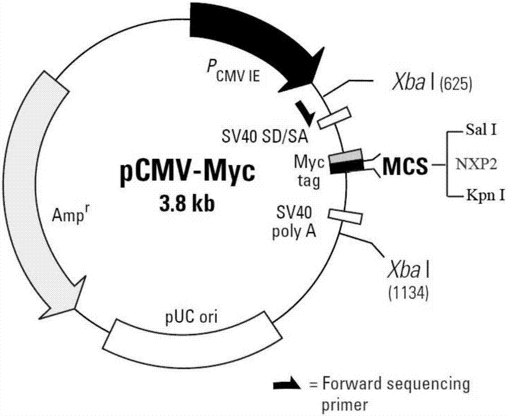 Immunoblotting assay method of myositis specific autoantibody NXP2 antibody and application