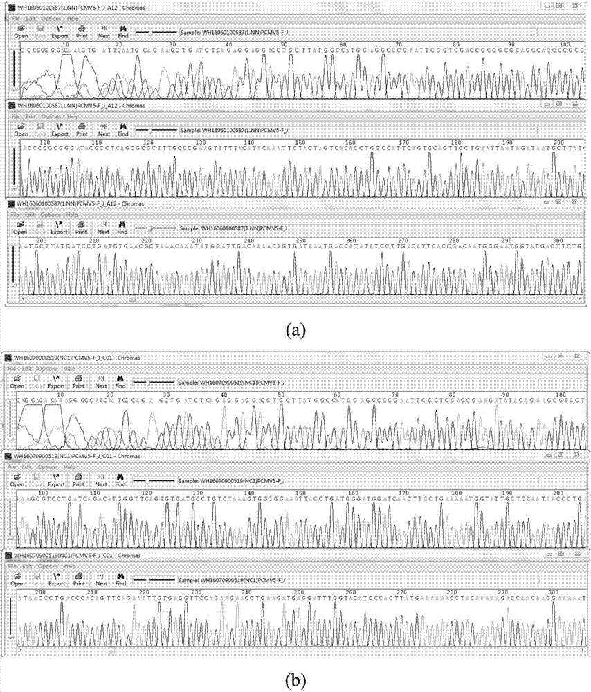 Immunoblotting assay method of myositis specific autoantibody NXP2 antibody and application