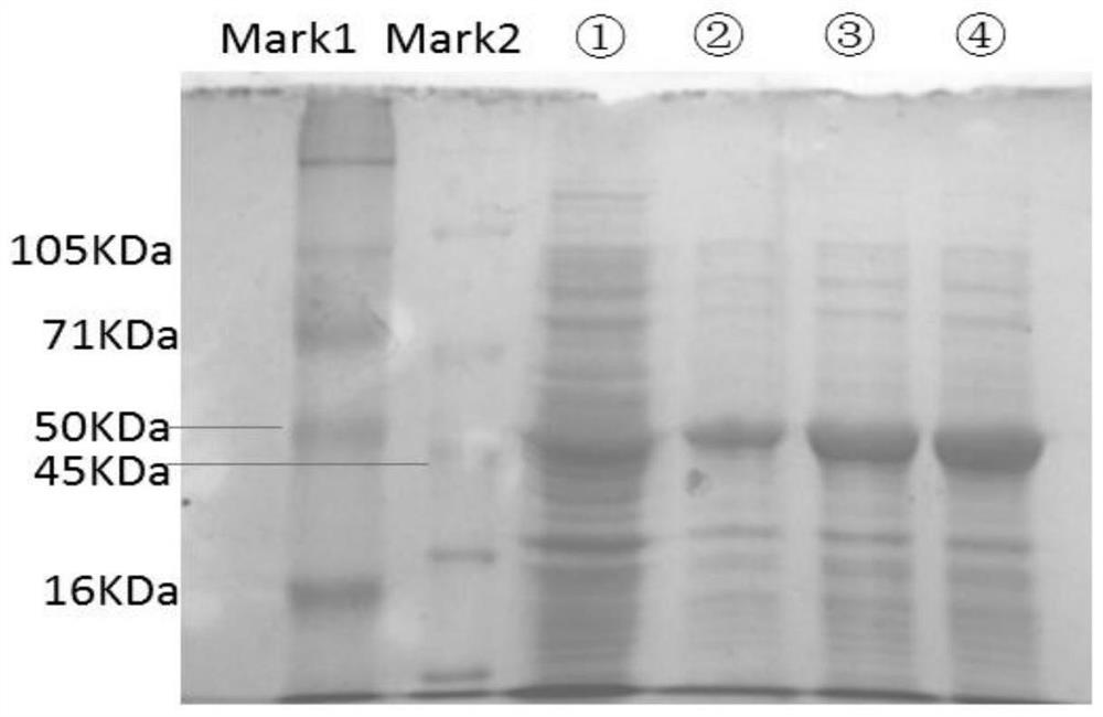 Method for synthesizing L-malic acid through whole-cell catalysis of recombinant escherichia coli