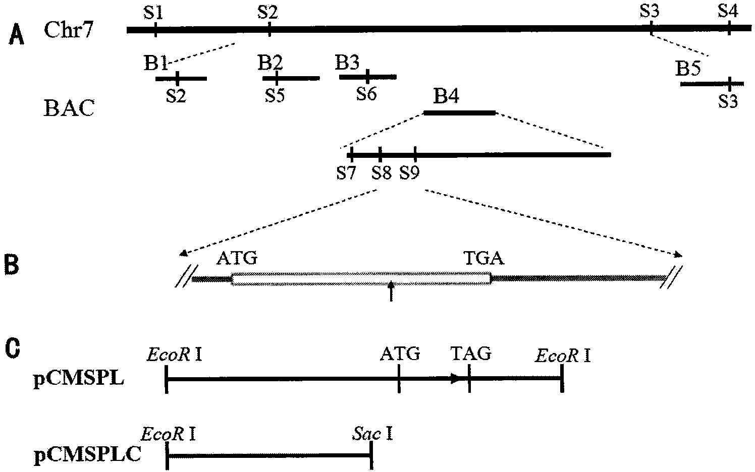 Rice male sterile protein and coding gene and application thereof