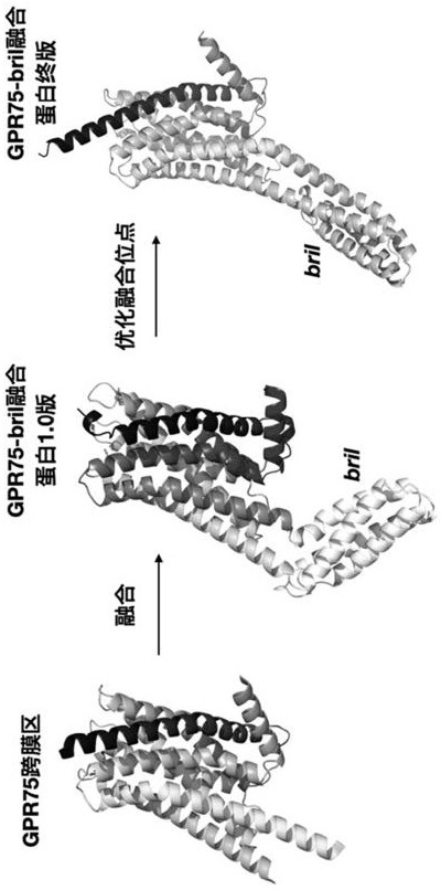 Modified GPR75 and application thereof