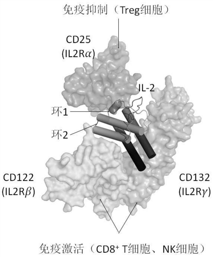 Fusion polypeptides and uses thereof