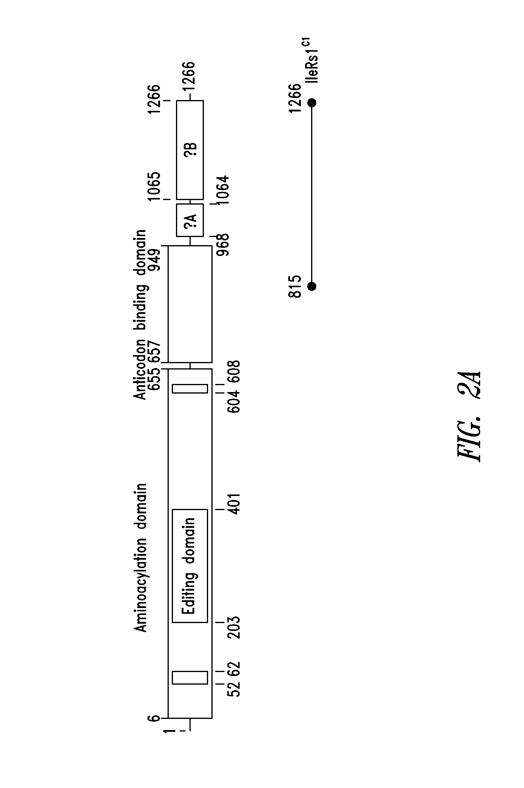 Innovative discovery of therapeutic, diagnostic, and antibody compositions related to protein fragments of isoleucyl tRNA synthetases