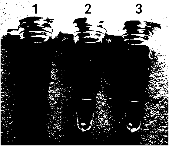 Kit and detection method for specifically detecting lily cucumber mosaic virus