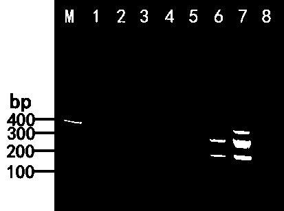 Kit and detection method for specifically detecting lily cucumber mosaic virus