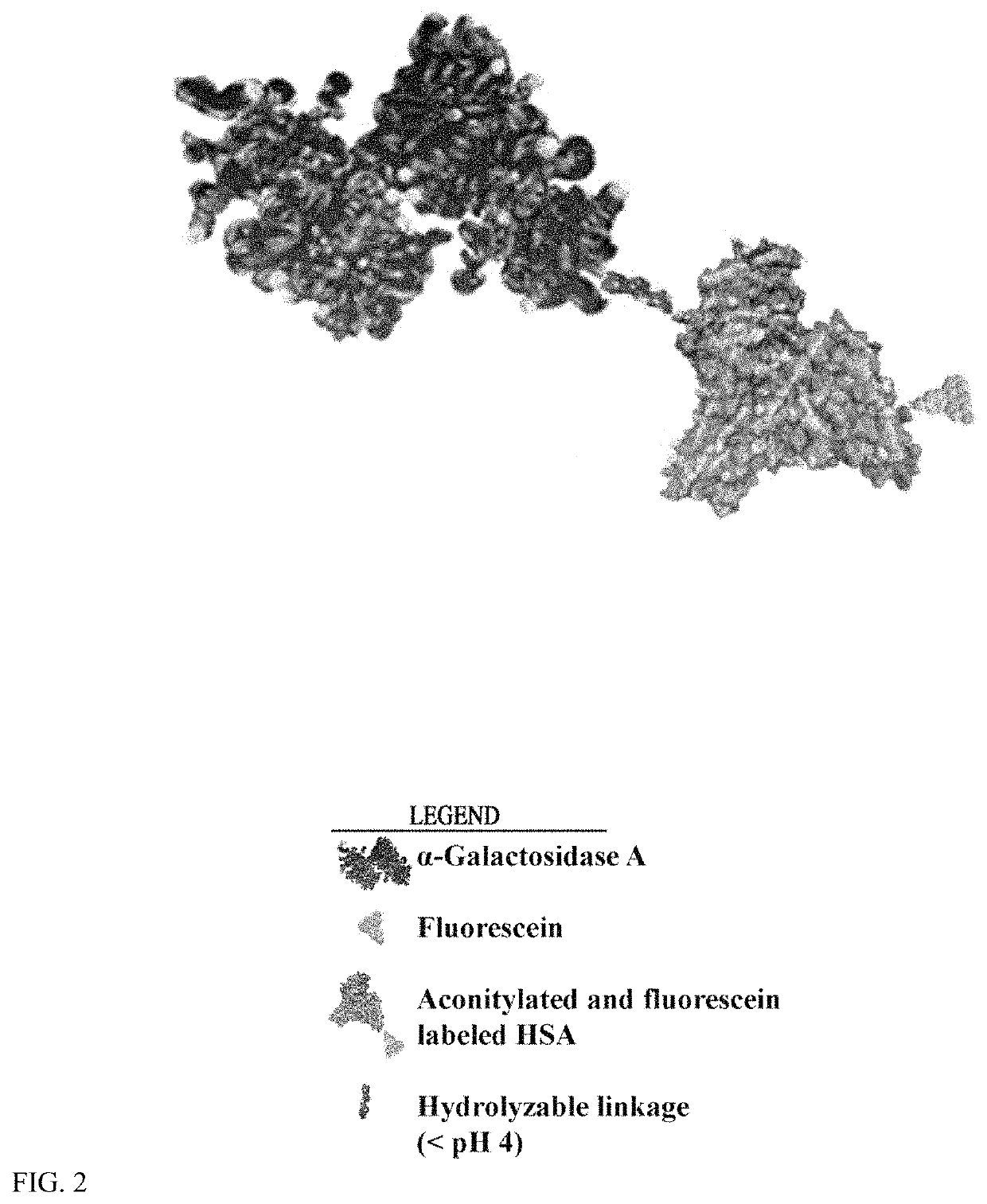 Scavenger receptor uptake for Fabry disease enzyme replacement therapy